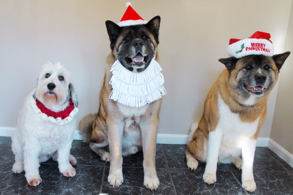 Dogs Christmas 1024x681